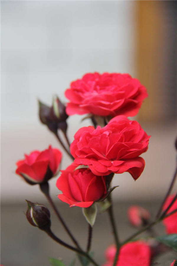 Chinese rose