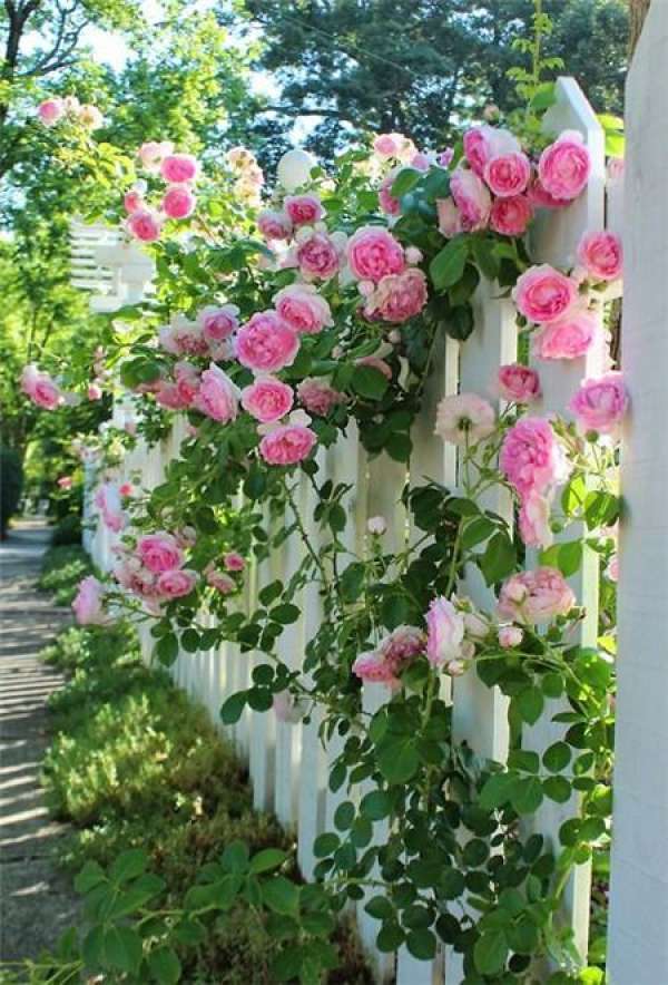 Ground Cover Rose
