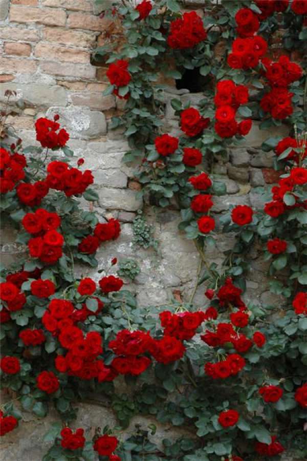 Chinese rose