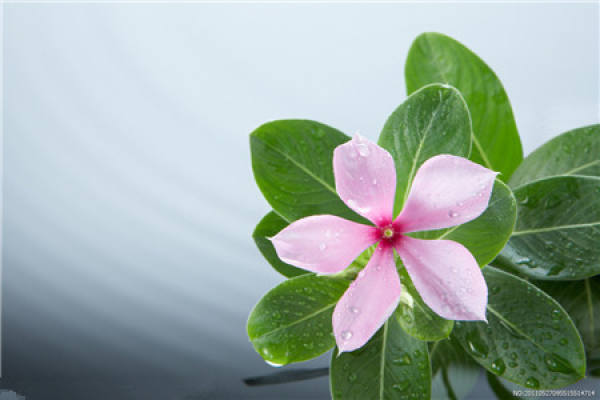 Floriculture