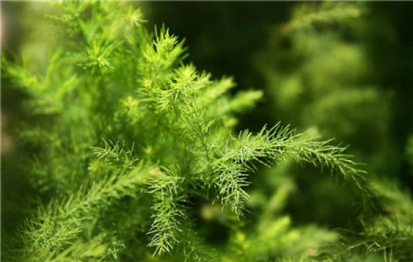 How to promote asparagus fern seed