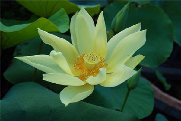 Bowl Lotus