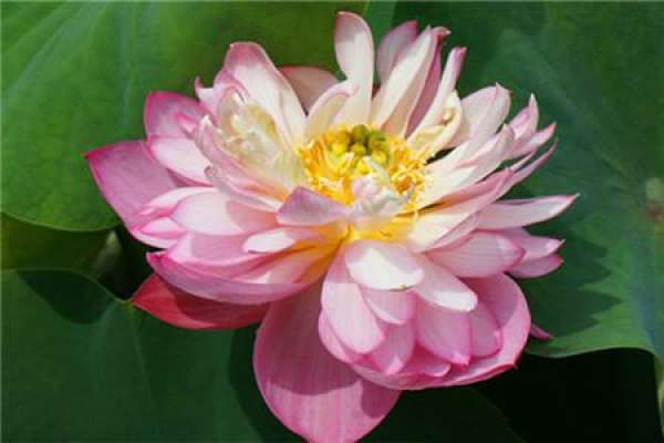Bowl Lotus