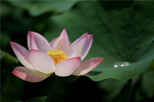 Bowl Lotus
