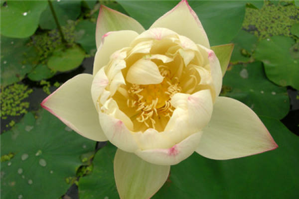 lotus