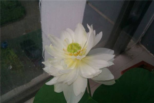 lotus