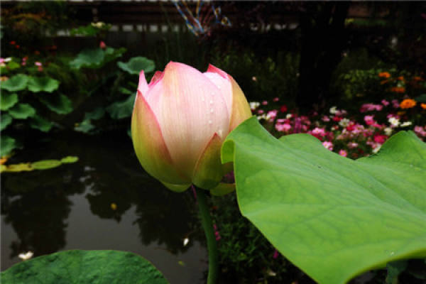 Bowl Lotus