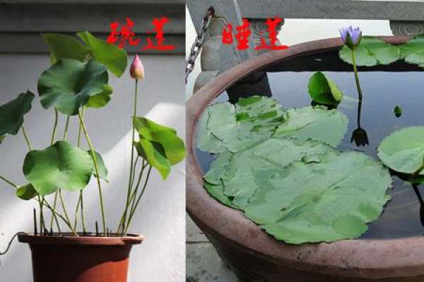 Bowl lotus and water Lily are different in size.