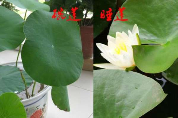 Bowl lotus and water Lily are different in size.