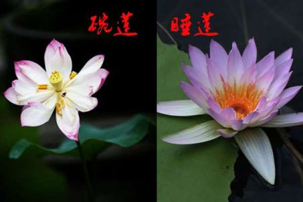 Bowl lotus and water Lily are different in size.