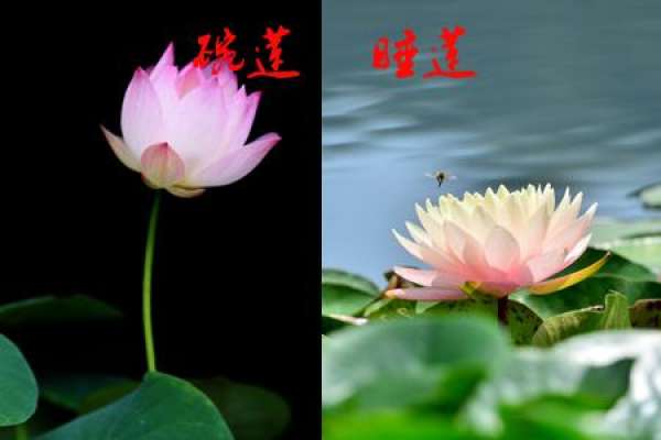 Bowl lotus and water Lily have different cold resistance.
