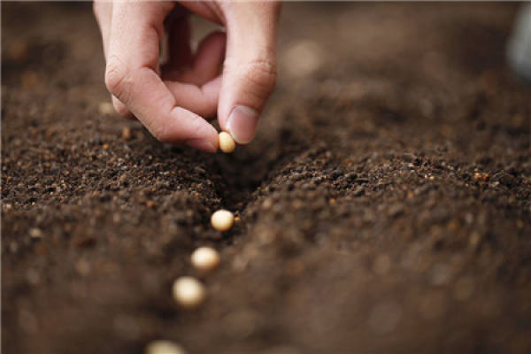 Seed