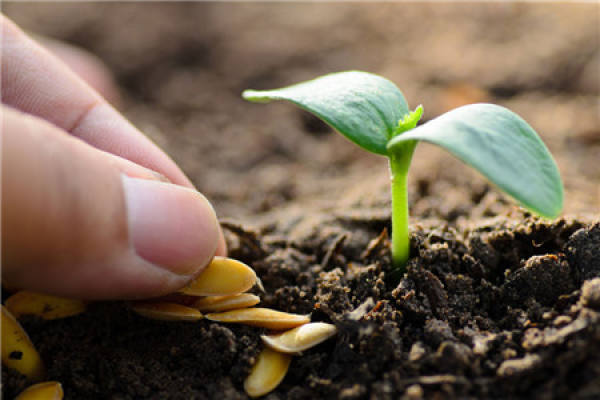Seed