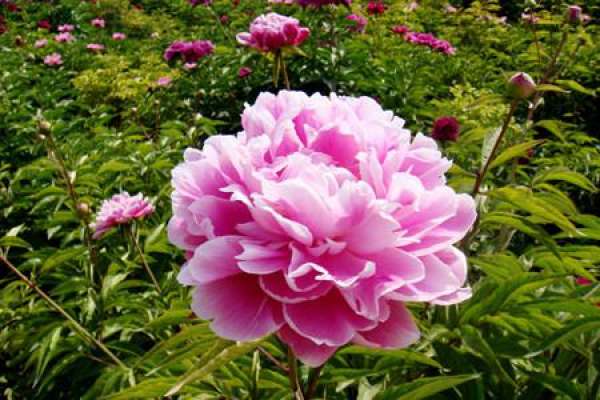 Water and Fertilizer Management