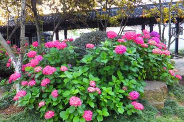 Hydrangea macrophylla