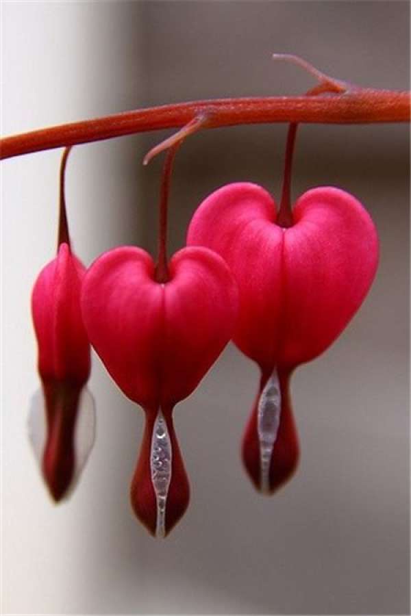 A bleeding heart