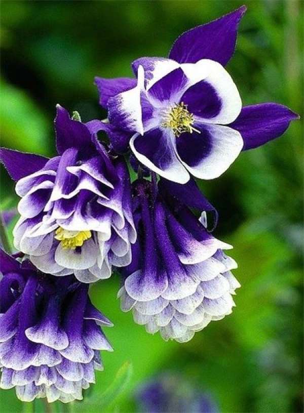 A bleeding heart