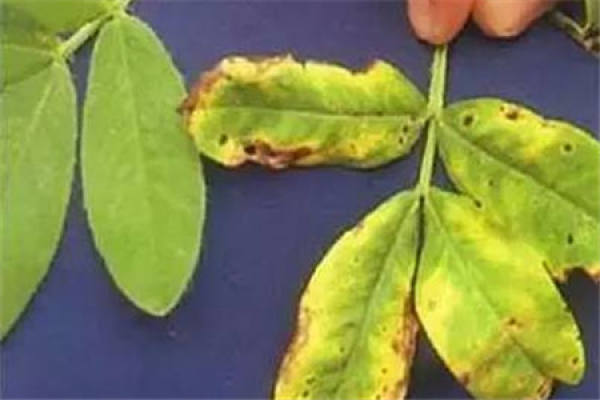 Potassium deficiency