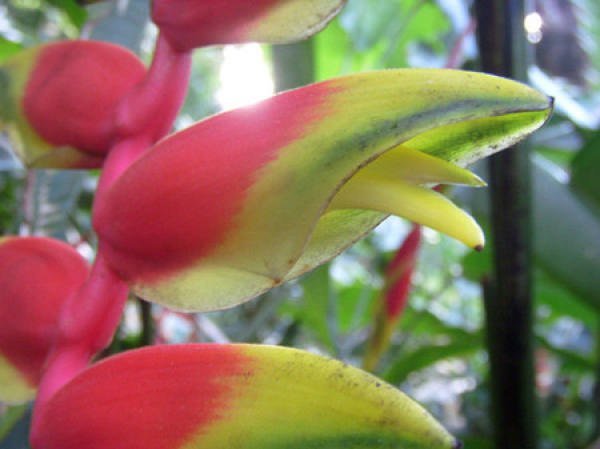 Method for culturing flamingo