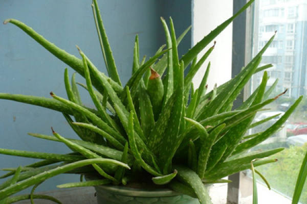 Aloe barbadensis