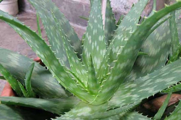 Aloe barbadensis