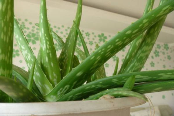 Aloe barbadensis