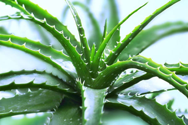 Aloe barbadensis