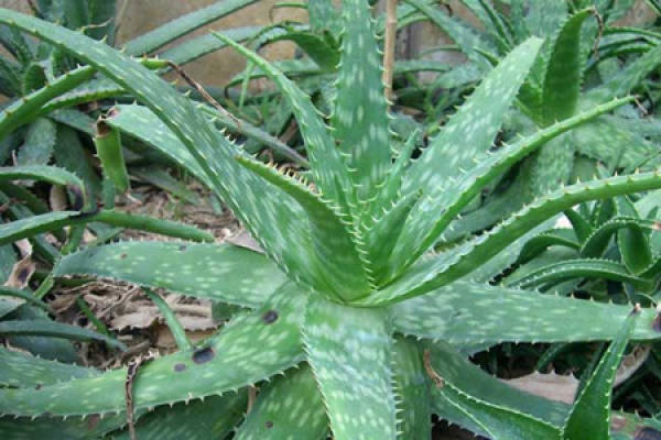 Aloe barbadensis