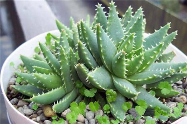 Aloe barbadensis