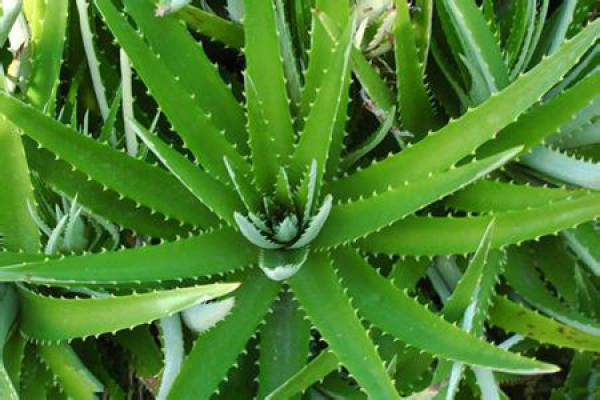 Aloe barbadensis