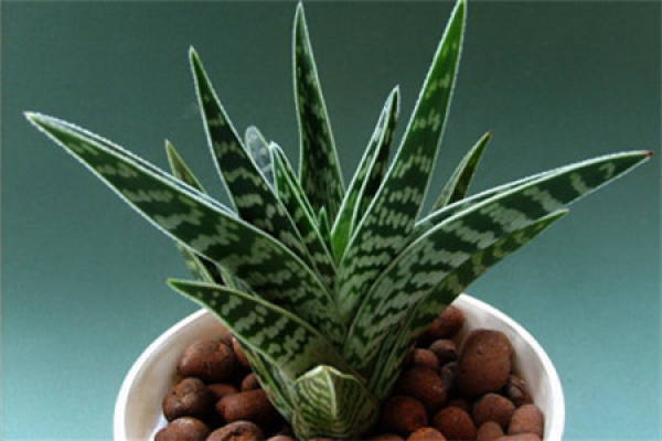 Aloe barbadensis