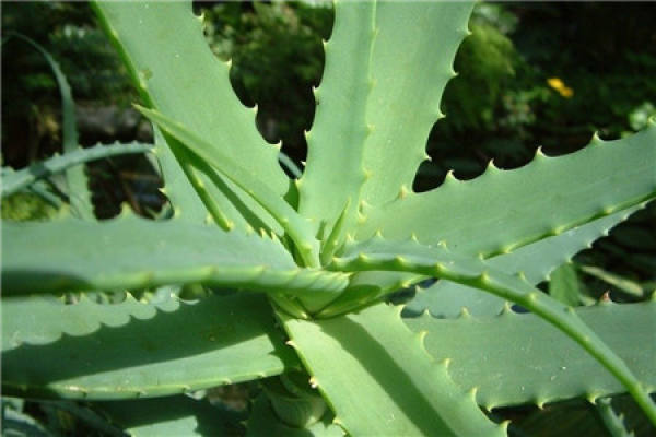 Aloe barbadensis