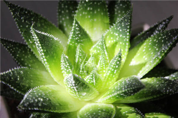 Aloe barbadensis