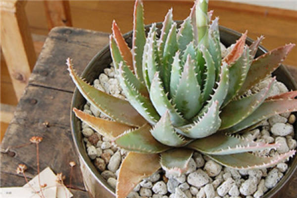 Aloe barbadensis