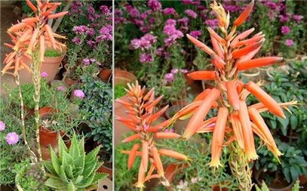 Aloe blossom