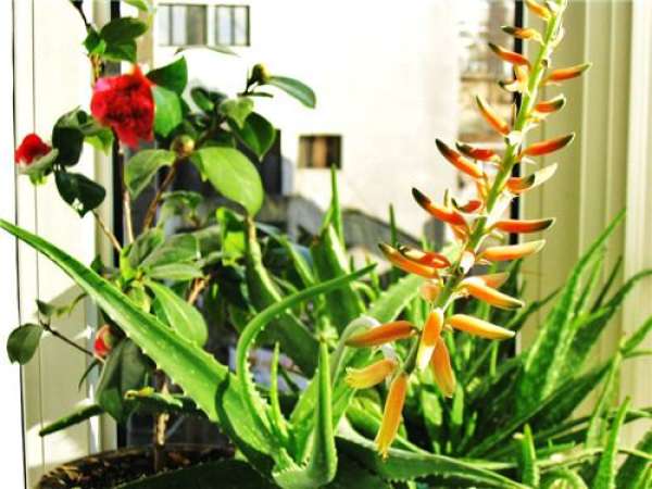 Aloe blossom