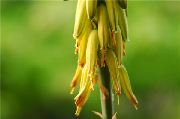 Aloe blossom