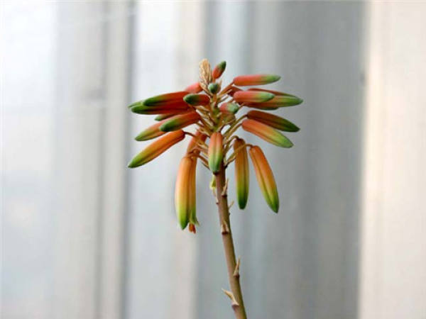 Aloe blossom