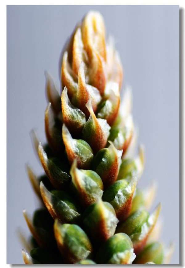 aloe blossom