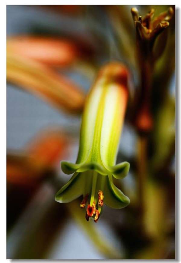 aloe blossom