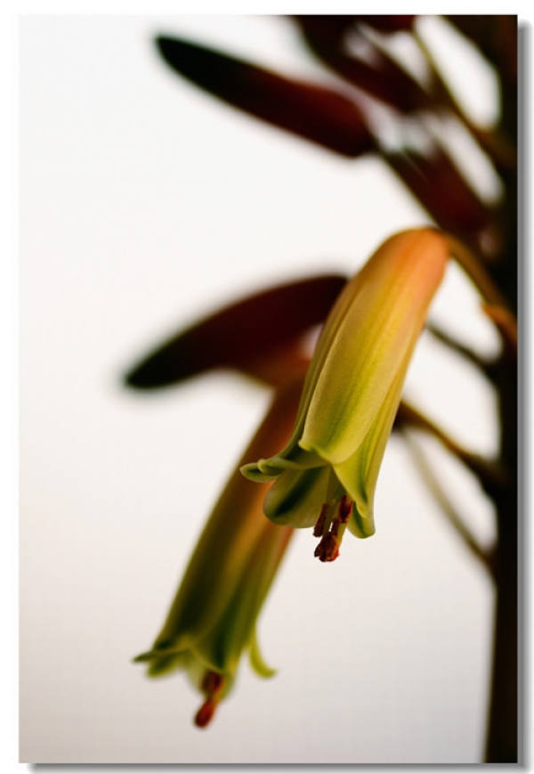 aloe blossom