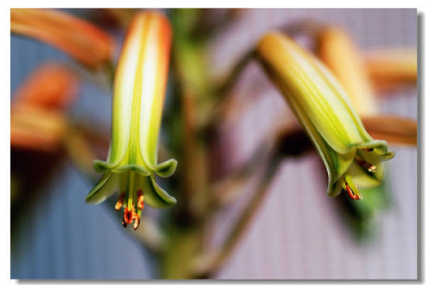 aloe blossom