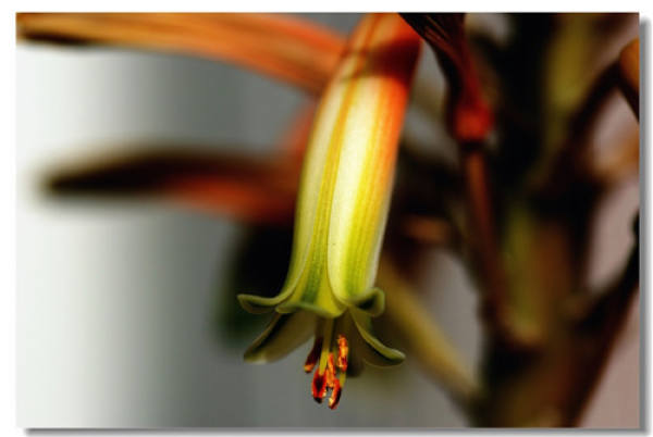 aloe blossom