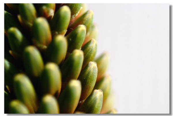 aloe blossom
