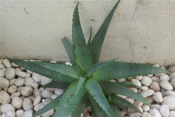 Aloe Vera
