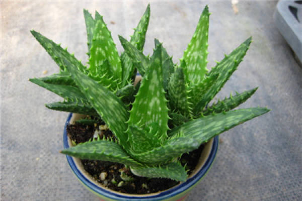 Aloe Vera