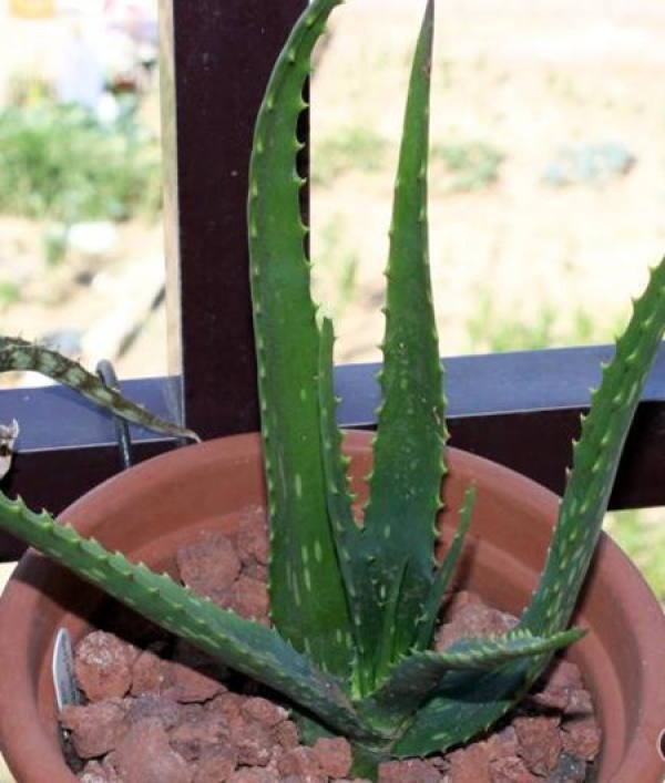 Aloe Vera