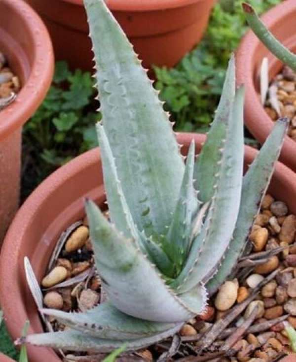 Aloe Vera