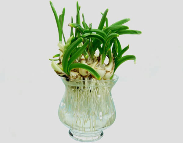 How to raise flowers with low indoor temperature in winter