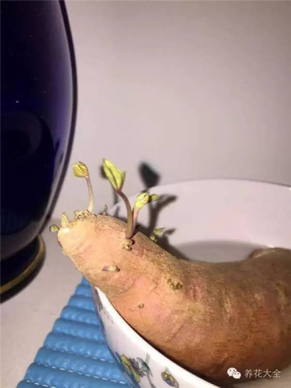 sweet potato bonsai